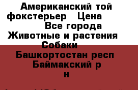 Американский той фокстерьер › Цена ­ 25 000 - Все города Животные и растения » Собаки   . Башкортостан респ.,Баймакский р-н